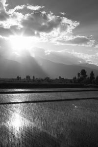 Reisfelder am Erhai Hu